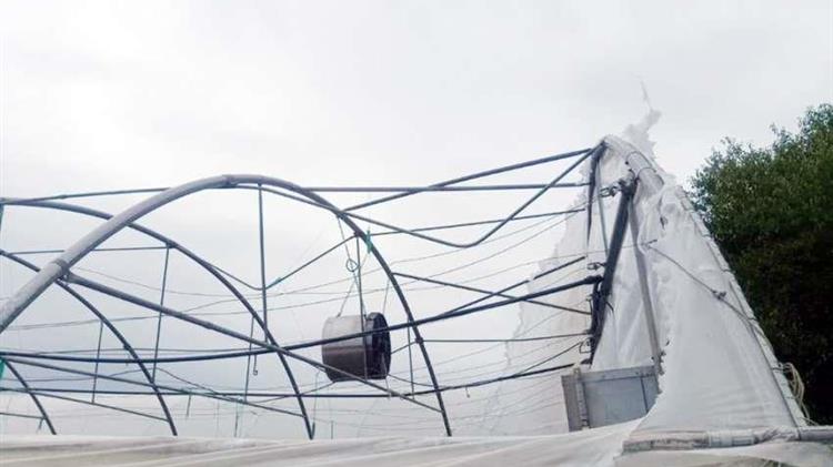 Μεγάλες καταστροφές σε θερμοκήπια και καλλιέργειες ακτινιδίων 
