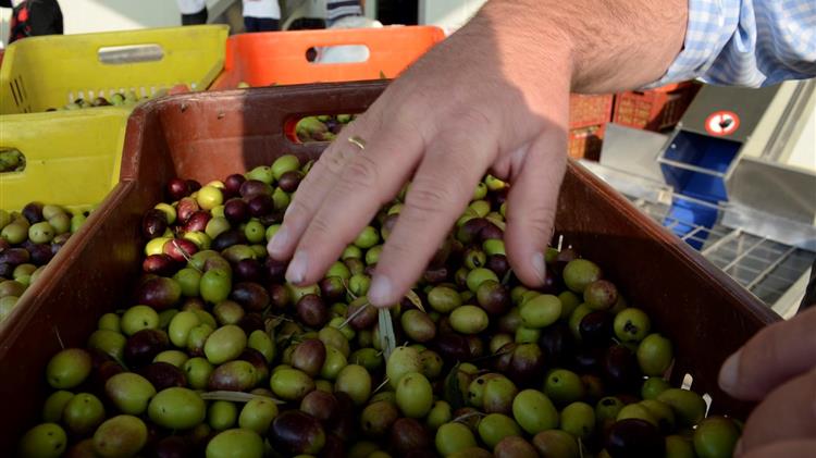 «Από Θεού άρξασθαι» η παραγωγή ελαιολάδου στην μαγευτική Πιερία