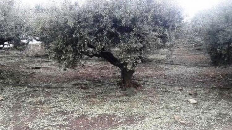 Προκαταβολή στους μη κατά κύριο επάγγελμα αγροτών για ζημιές  από θεομηνίες σε φυτικά μέσα παραγωγής