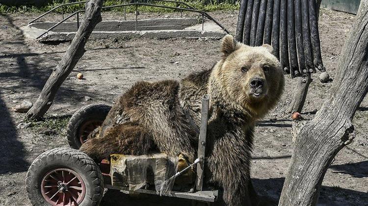 Ο Ούσκο η πρώτη αρκούδα σε αναπηρικό αμαξίδιο δεν βρίσκεται στη ζωή