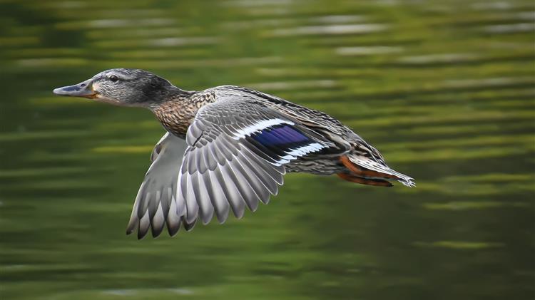 Γρίπη των πτηνών: Η Γαλλία ξεκίνησε τους εμβολιασμούς