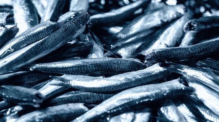 Αλιεία γάδου της Βαλτικής και ρέγγας της Δυτικής Βαλτικής