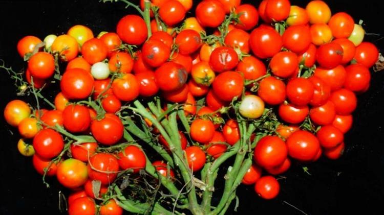 Δημιουργήθηκαν μικροκαμωμένες ντοματιές, ιδανικές για αστικούς κήπους ή για το διάστημα