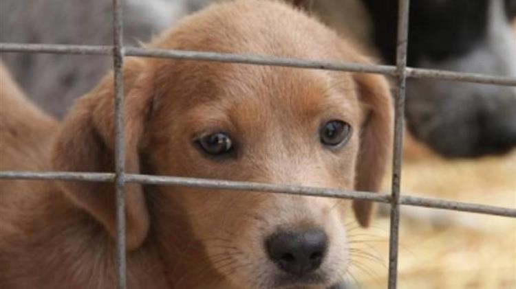 Ξεκινά η προσπάθεια περίθαλψης αδέσποτων ζώων στη Λέσβο