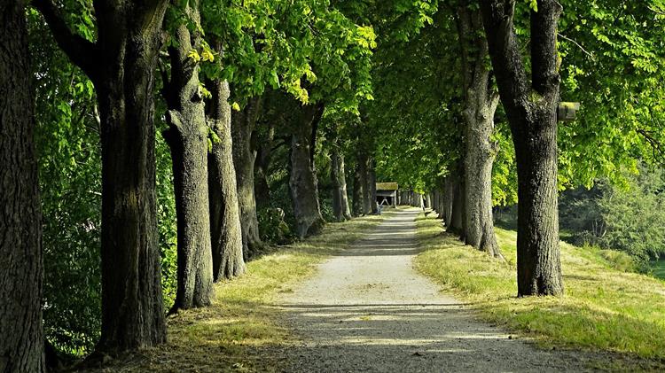 Καστανιά: Ασθένειες κορμού και ριζικού συστήματος