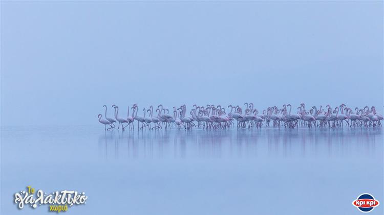  Διάκριση της Κρι Κρι στον θεσμό Bravo Sustainability Dialogue and Awards για το πρόγραμμα ΕΚΕ «Γαλακτικό Χωριό»