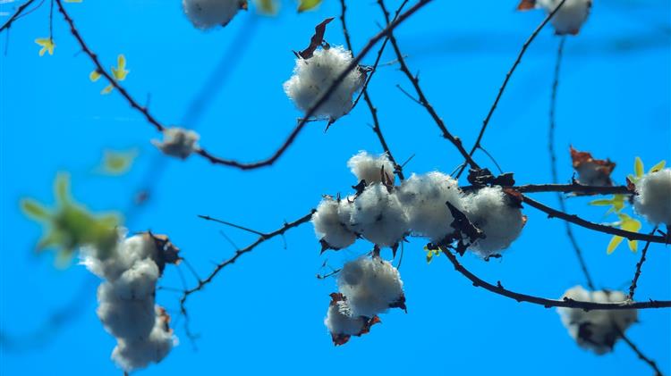 Κομοτηνή: On line βιβλιοθήκη για τους βαμβακοκαλλιεργητές