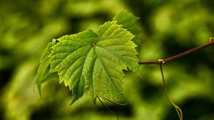 Φθίνει με μειούμενους ρυθμούς ο ελληνικός αμπελώνας, λόγω των νέων Αδειών Φύτευσης
