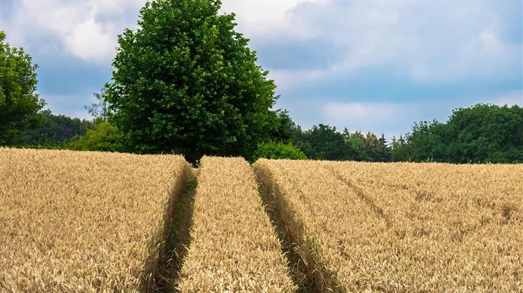 Greenpeace: Ξεφορτωθείτε αυτήν την ΚΑΠ