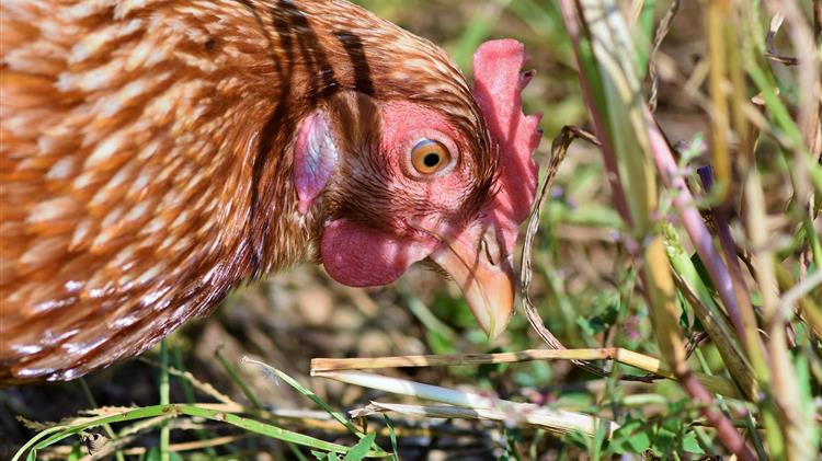 Η Κομισιόν επικαιροποιεί τα μέτρα για τη γρίπη των πτηνών μετά από 74 νέα κρούσματα σε εκτροφές