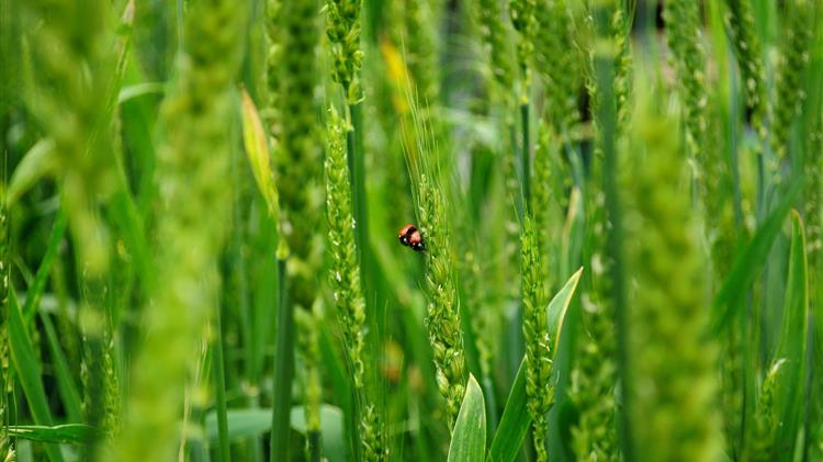 Ήπειρος: Καθορισμός περιόδου συγκομιδής και μεταφοράς αγροτικών προϊόντων έτους 2020