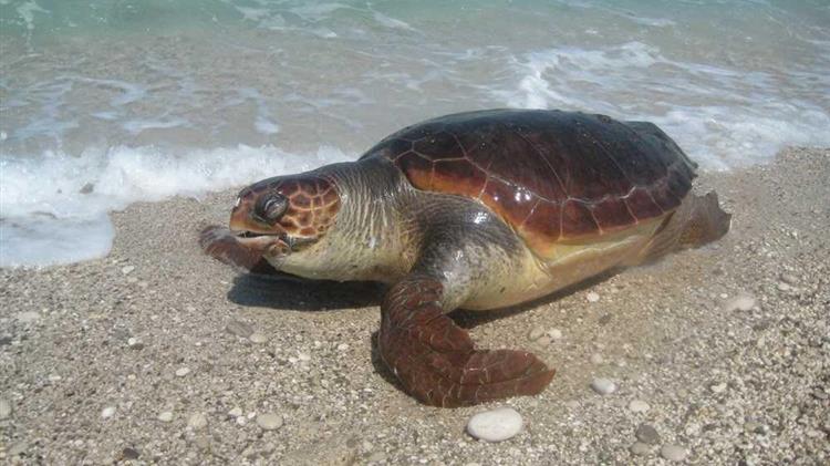 Νεκρή εντοπίστηκε μια θαλάσσια χελώνα