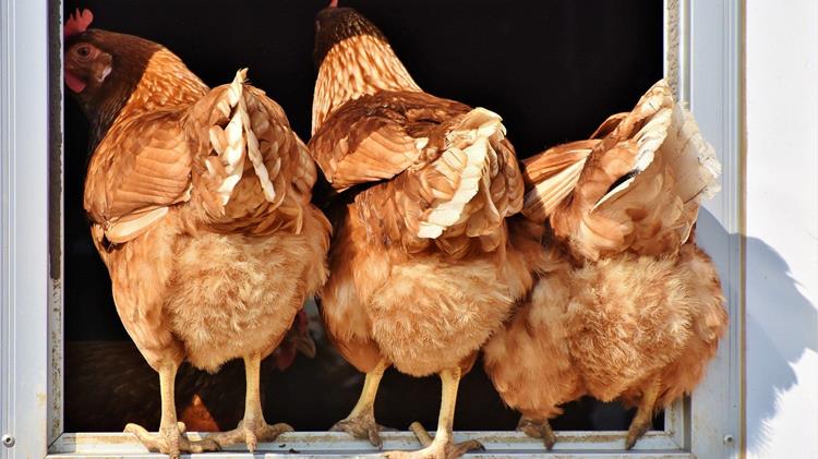 Γρίπη των πτηνών: Η γονιδιακή επεξεργασία προσφέρει στα κοτόπουλα κάποια προστασία