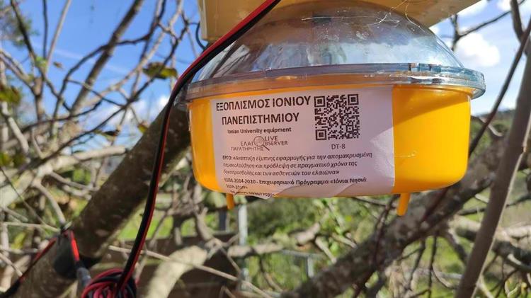 "Ελαιοπαρατηρητής": Όταν η γνώση συναντά τον πρωτογενή τομέα