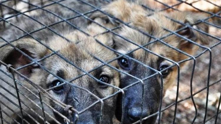 Το ΕΚ ζητά μέτρα κατά της παράνομης διακίνησης ζώων συντροφιάς