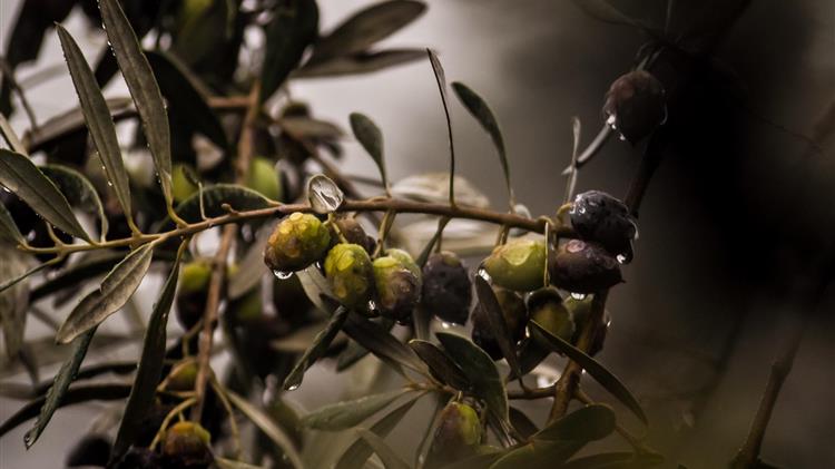 Αποζημίωση των ελαιοπαραγωγών ζητεί το ΕΚΗ