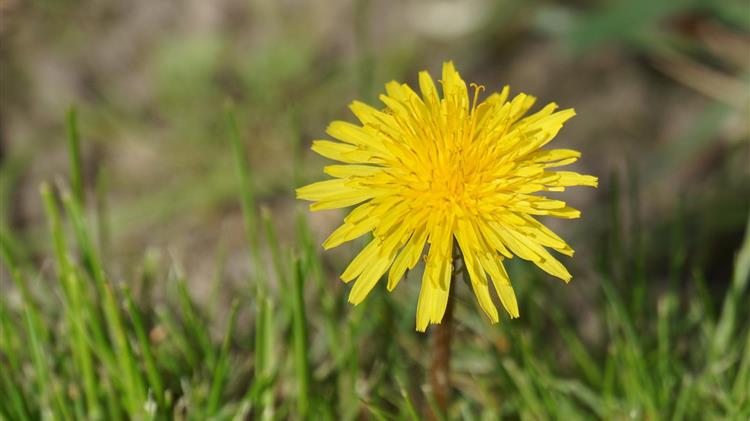 Βιοποικιλότητα: Η COP-15 θα μεταφερθεί από την Κουνμίνγκ της Κίνας στο Μόντρεαλ του Καναδά