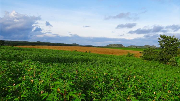 Ο τομέας του αειφόρου βαμβακιού συνεχίζει να αναπτύσσεται
