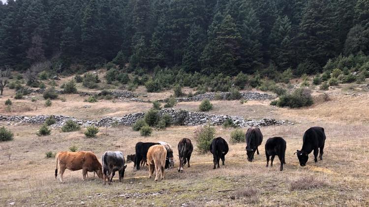 Χαλκιδική: Ενημέρωση κτηνοτρόφων κατανομής των επιλέξιμων βοσκοτόπων έτους 2021