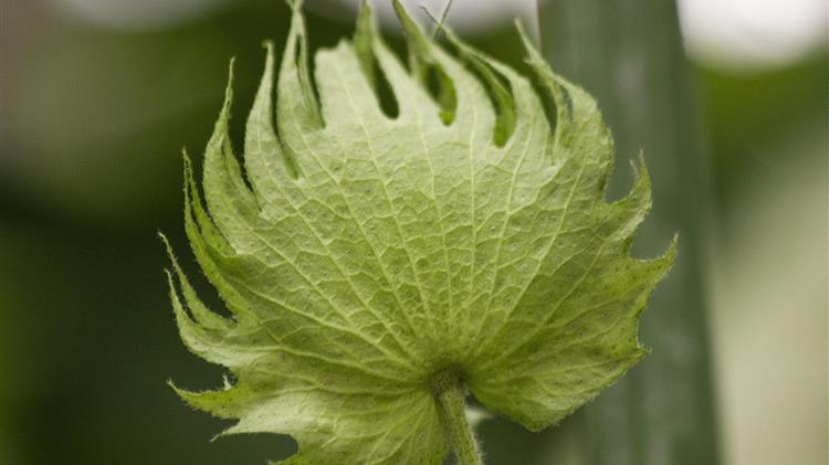  1ο Πανελλήνιο Συνέδριο για το βαμβάκι στη Λάρισα