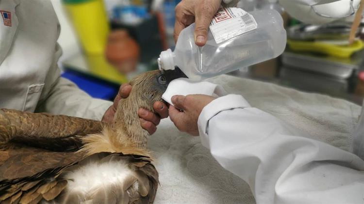 Δηλητηρίασαν γύπες στην Κλεισούρα  