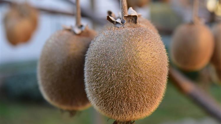 Ειδικές οδηγίες λίπανσης Ακτινιδίου