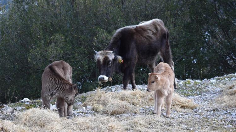 Εκτατική Κτηνοτροφία, ΤΕΛΟΣ