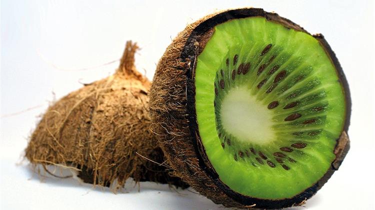 Συγκομιδή ακτινιδίων