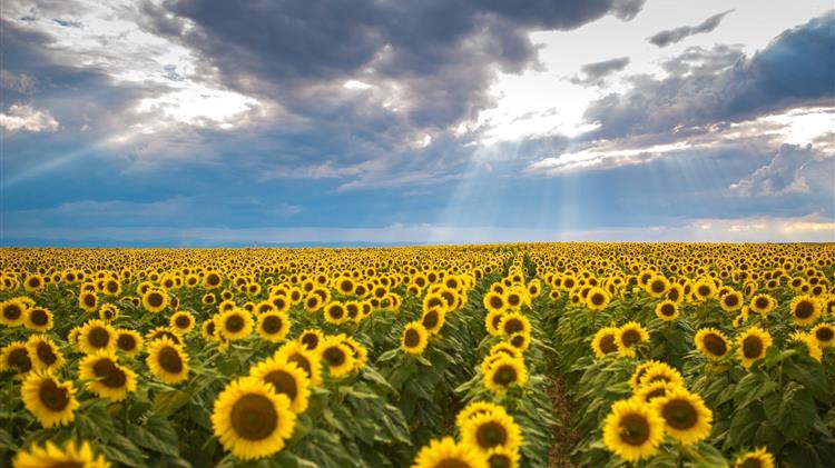 Υπό πίεση ο τομέας σιτηρών της Βουλγαρίας