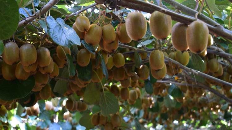 Πρόωρη συγκομιδή ακτινιδίων "Τσεχελίδης" απειλεί τις εξαγωγές