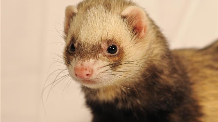  Ένα κουνάβι προκάλεσε «μπλακ αούτ»