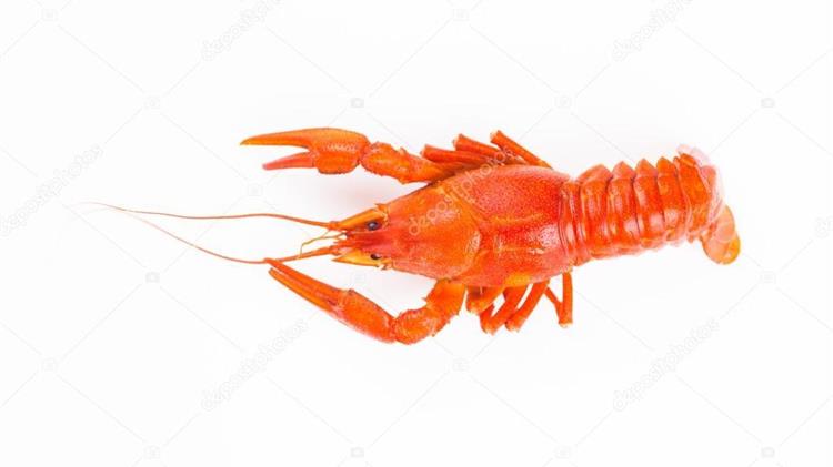  Ήπειρος: Απαγορευτικό σε αλιεία καραβίδας 