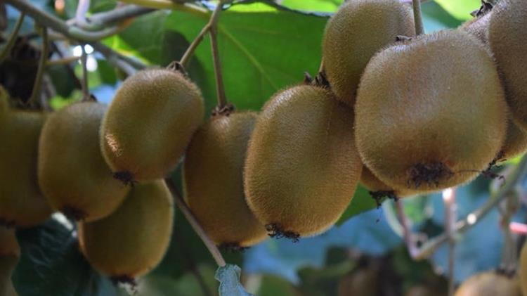 Άρτα: Χαλαζόπτωση προκάλεσε ζημιές στα ακτινίδια