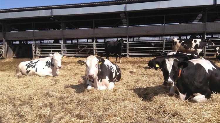 Excluding livestock products from the EU Promotion Policy