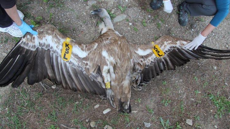 Φυτοφάρμακα: Τι σχέση έχουν τα δηλητηριασμένα δολώματα 