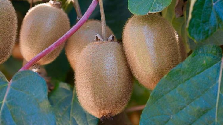 Γ. Πολυχρονάκης: Μη τήρηση ΚΥΑ σε εξαγωγές Ακτινιδίων