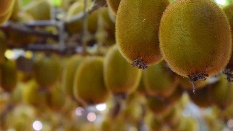 Βέροια: «Έκοψαν νωρίτερα τα ακτινίδια για να κάνουν εξαγωγές»