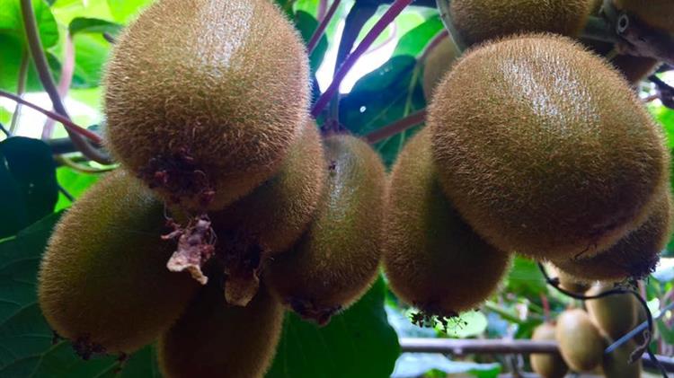 Παρέμβαση ΕΔΟΑ στο ΥΠΑΑΤ και στην ΑΑΔΕ για ελέγχους στην πρόωρη συγκομιδή και παράνομη διακίνηση ατυποποίητων ακτινιδίων