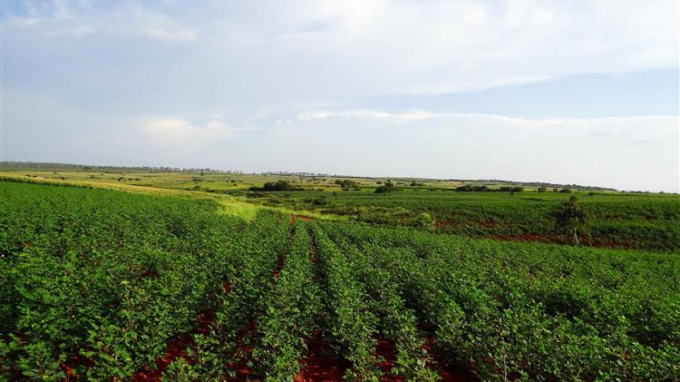Επέκταση του πιλοτικού προγράμματος της "ευφυούς" καλλιέργειας στους βαμβακοπαραγωγούς