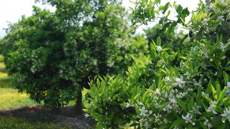 Διεπαγγελματική: Ετοιμάζεται εθνική οργάνωση Εσπεριδοειδών 