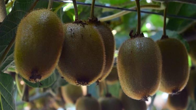 Οι λεπτομέρειες για την εξαγωγή ακτινιδίων στην Νότια Κορέα