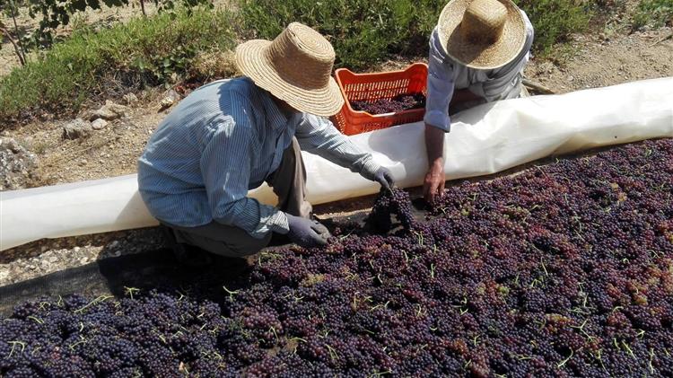 Χωρίς αποτέλεσμα η συνάντηση των Σταφιδοπαραγωγών με τον Γ. Γεωργαντά