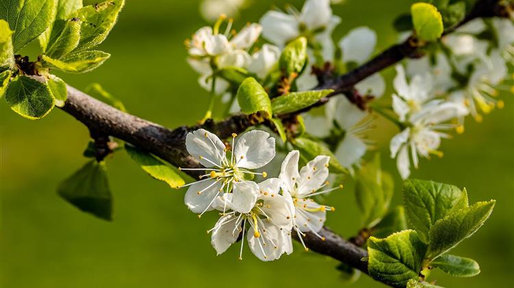 Μονίλια δαμασκηνιάς