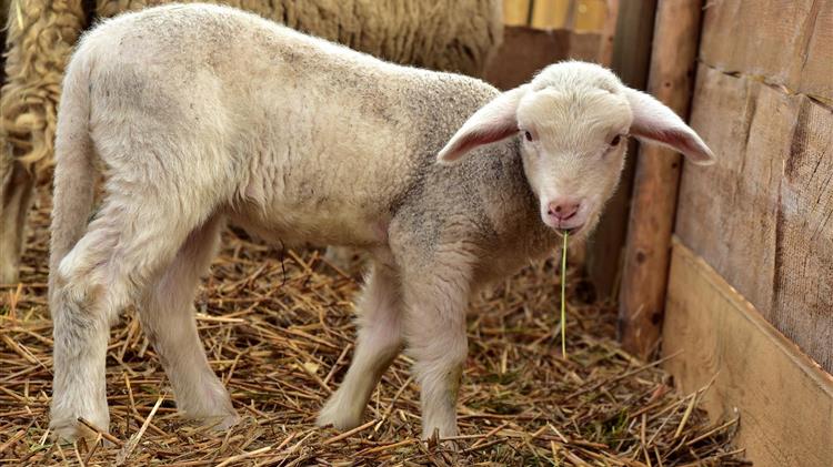 Θεσσαλία: Σημεία απολύμανσης οχημάτων για τον περιορισμό της εξάπλωσης της ευλογιάς