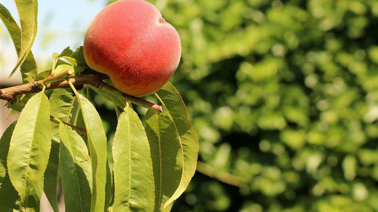 Πληρωμή κρατικών ενισχύσεων ήσσονος σημασίας 13,2 εκατ. ευρώ σε 15.500 ροδακινοπαραγωγούς