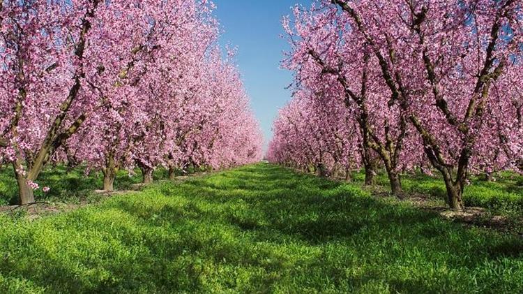 Οι καλλιεργούμενες ποικιλίες βερικοκιάς