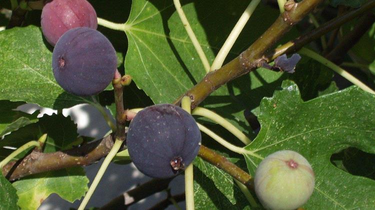 Αποστόλου: Οι κάτοικοι της Β. Εύβοιας έχουν να αντιμετωπίσουν τον κρατικό εμπαιγμό