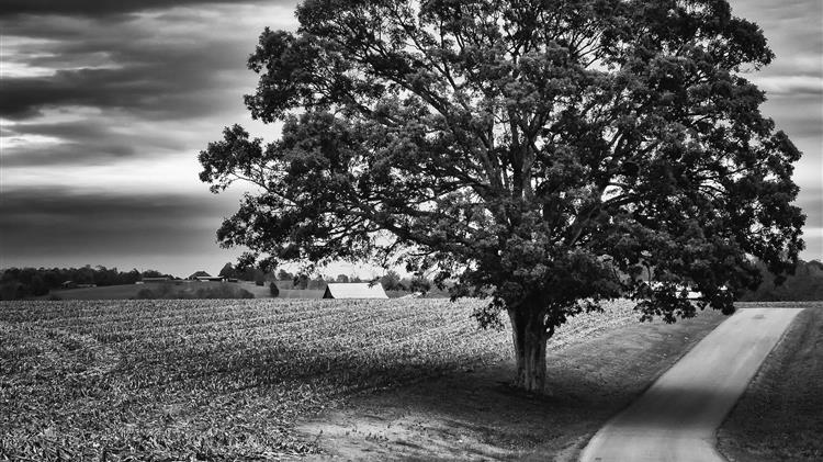 Β. Αποστόλου: Συνεχίζεται η ομηρία των αγροτών που επλήγησαν από την πανδημία του κορωνοϊού