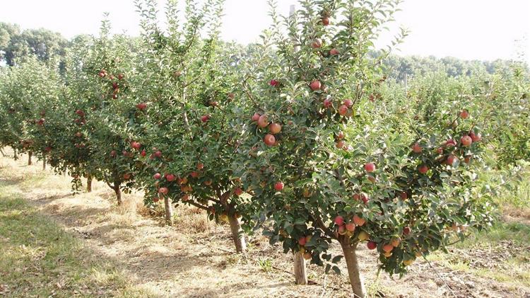 Στο έλεος του Τραμπ τα ελληνικά ροδάκινα και η φέτα