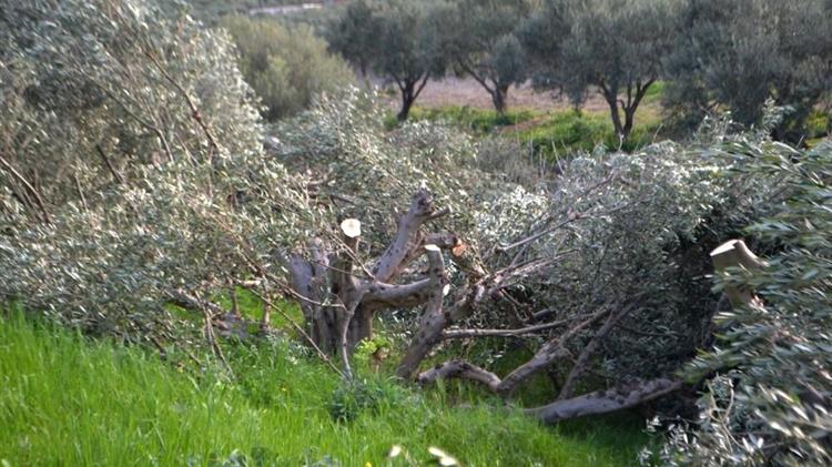 Κίσσαμος:  Άγνωστοι κατέστρεψαν τις ελιές παραγωγού